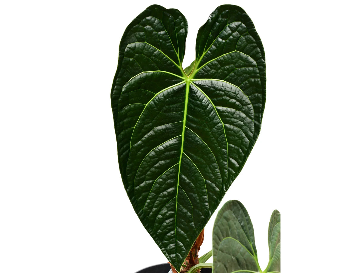peace lily indoor plant Variegated Spathiphyllum 'Domino' | Rare Ruffled Peace Lily main image 1