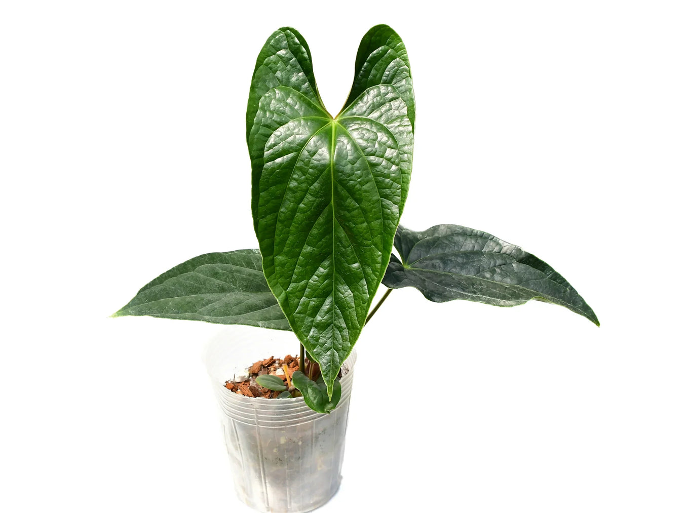 Anthurium hybrids