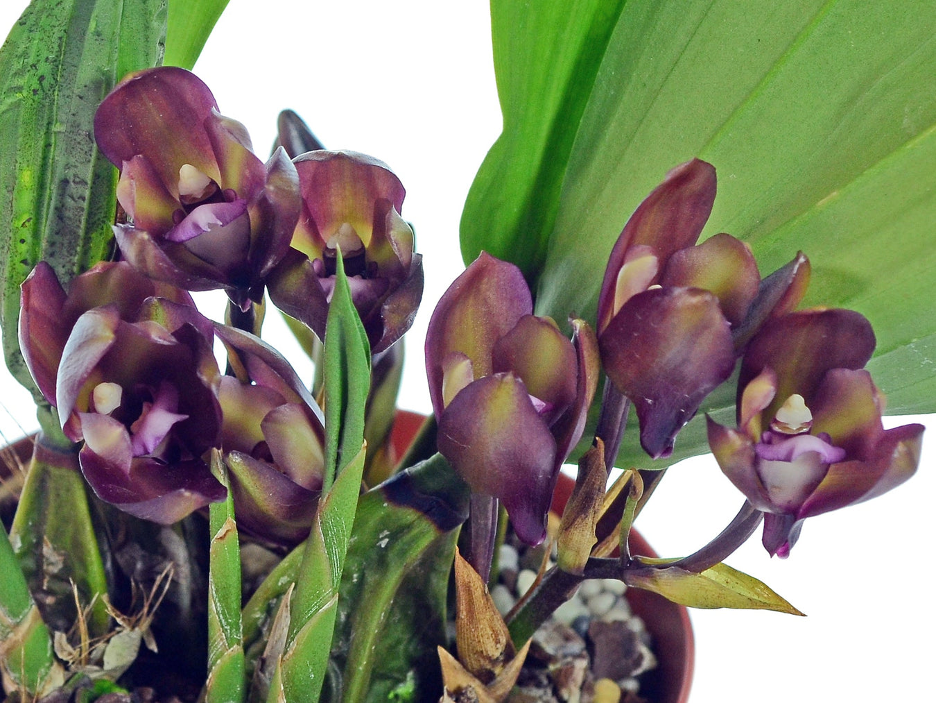 Bifrenaria