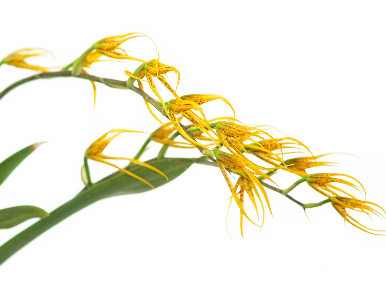 Brassia