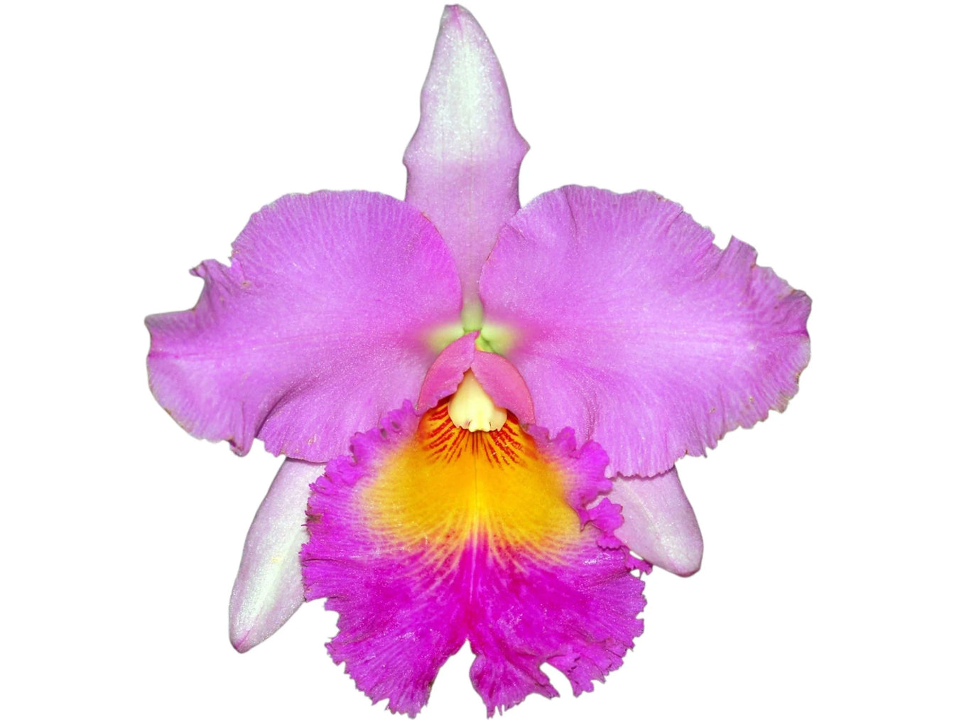 Brassolaeliocattleya