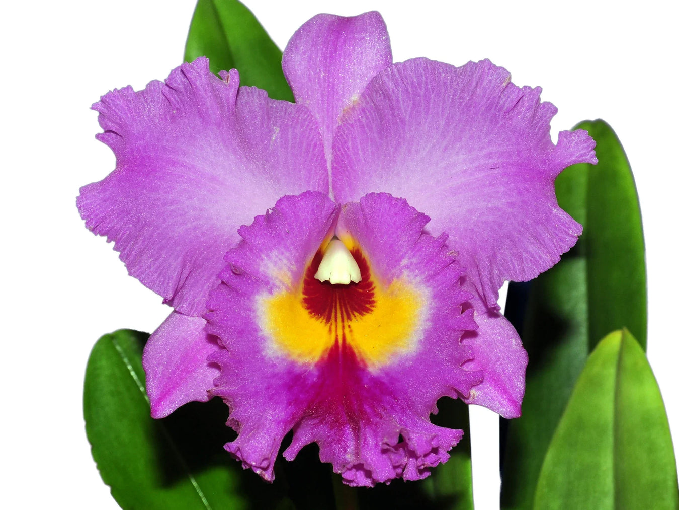 Brassocattleya