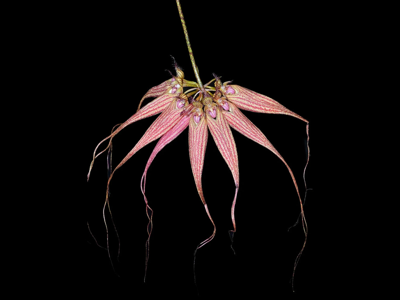 Bulbophyllum hybrid