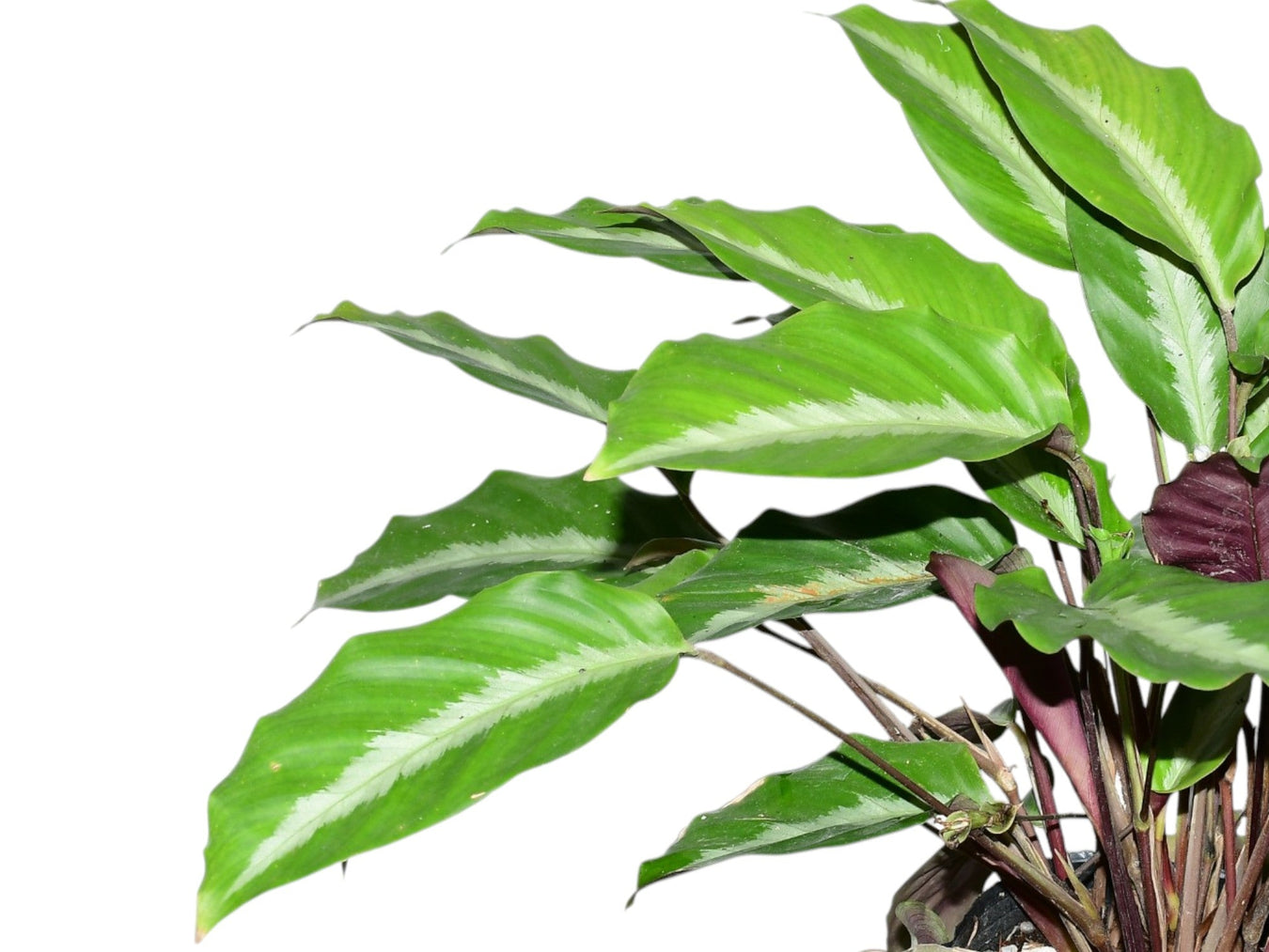 Calathea