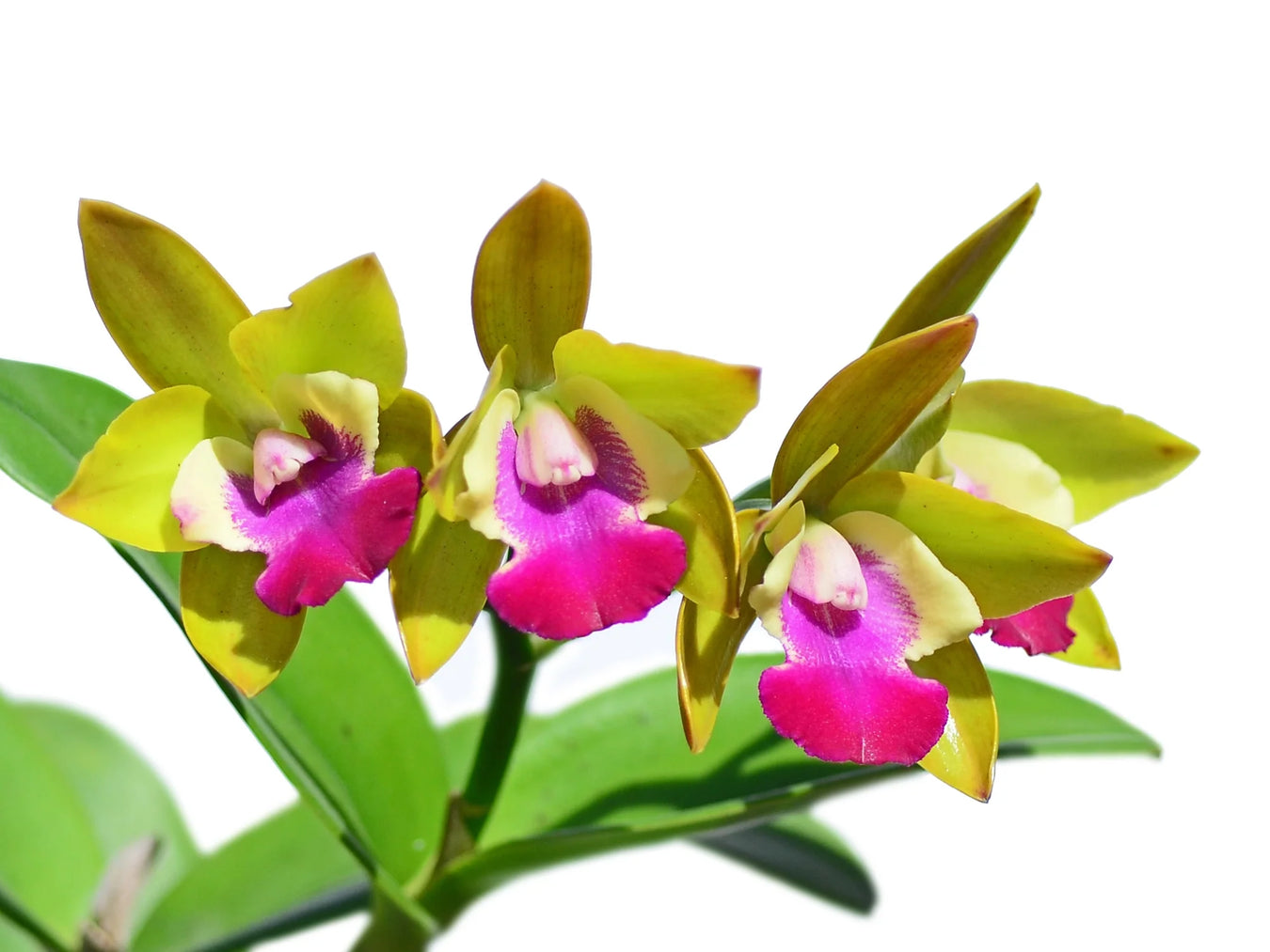 Cattleya hybrid