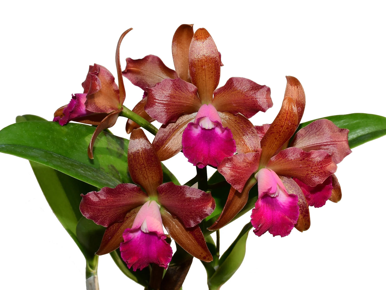 Cattlianthe