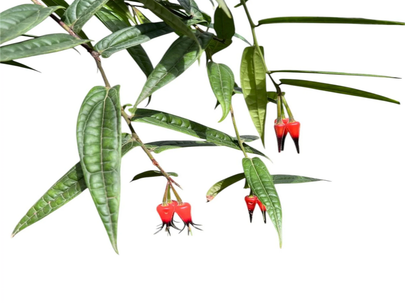 Ericaceae