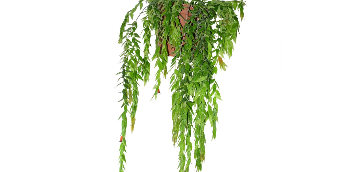 Ceratostema_rauhii_1200x600_cr