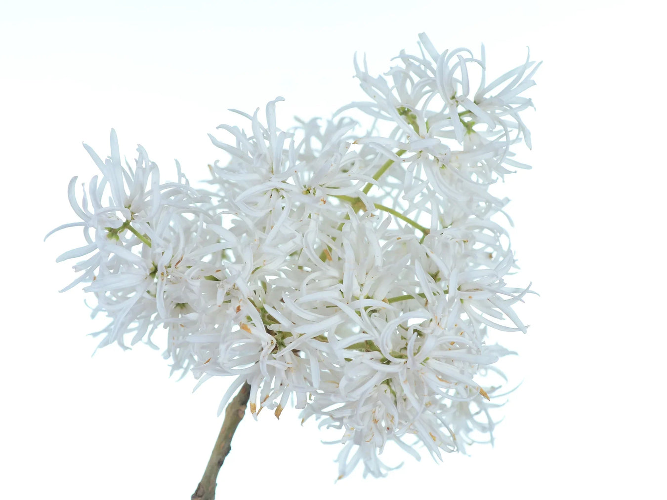 Chionanthus