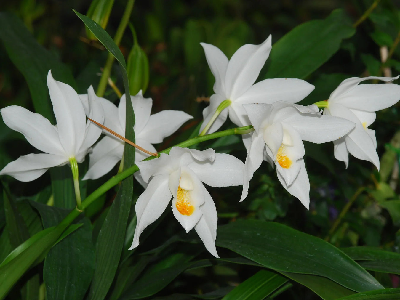 Coelogyne hybrid