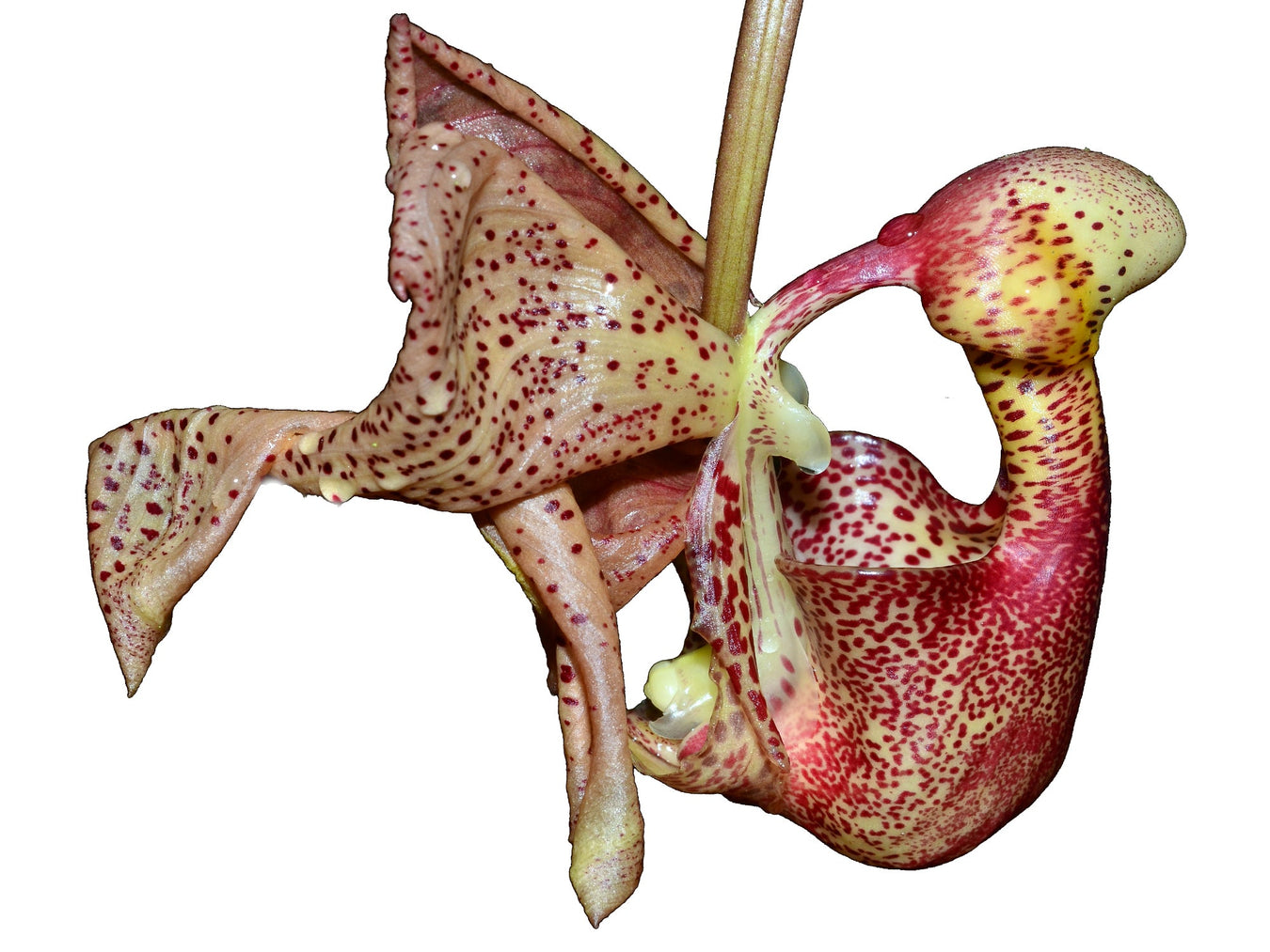 Coryanthes