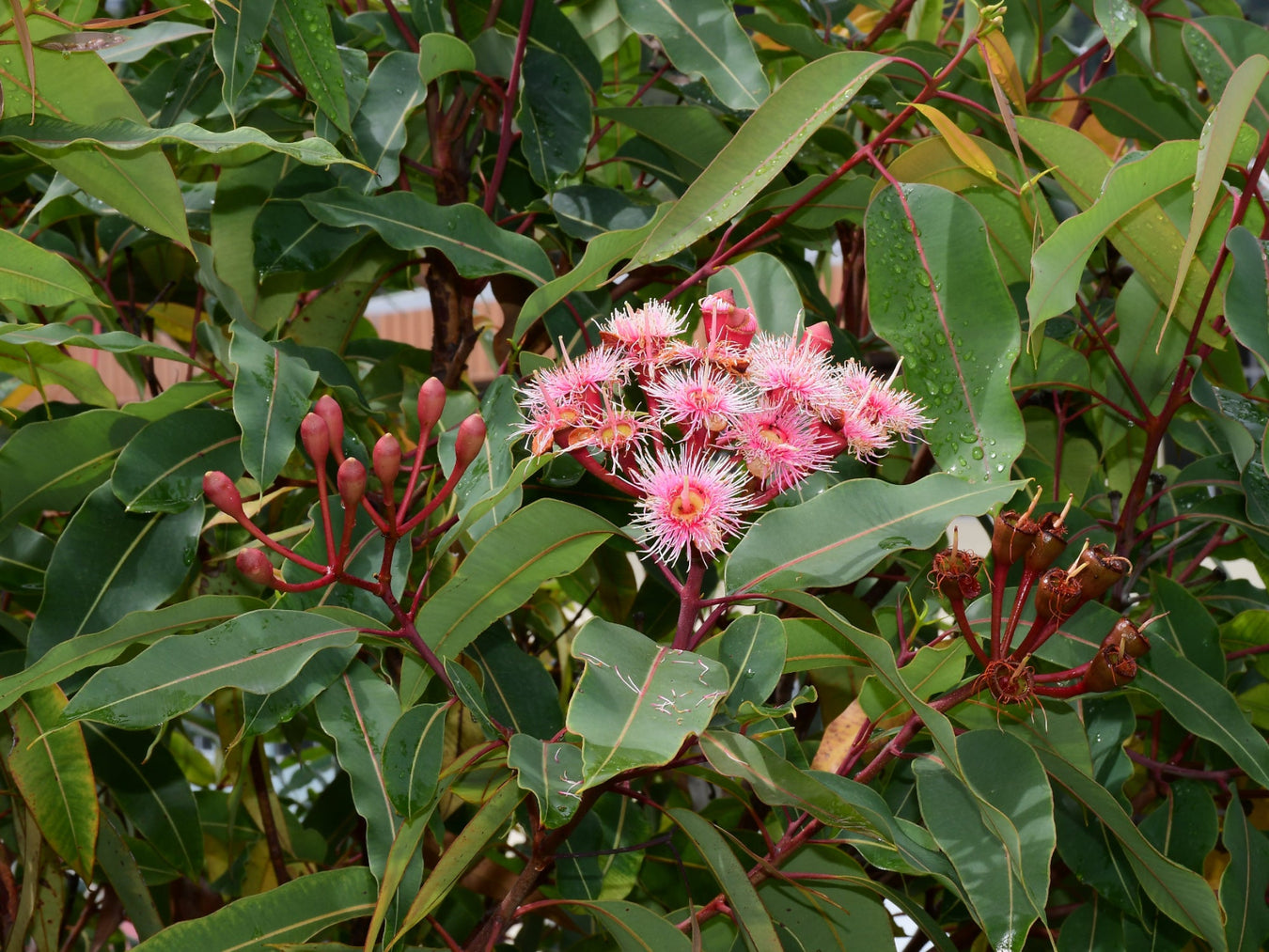 Corymbia