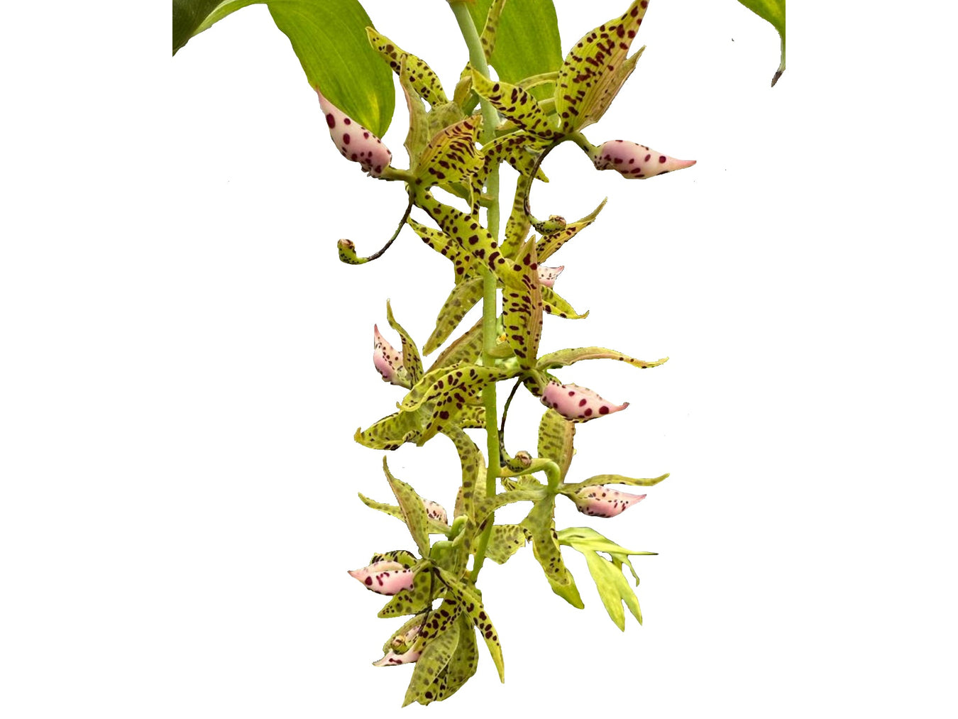 Cycnoches hybrid