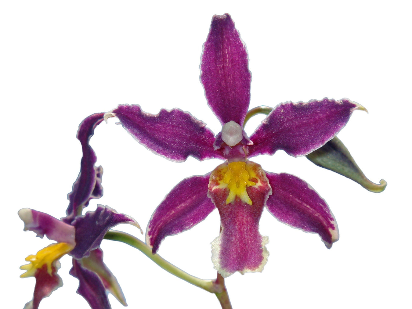 Cyrtochilum hybrid
