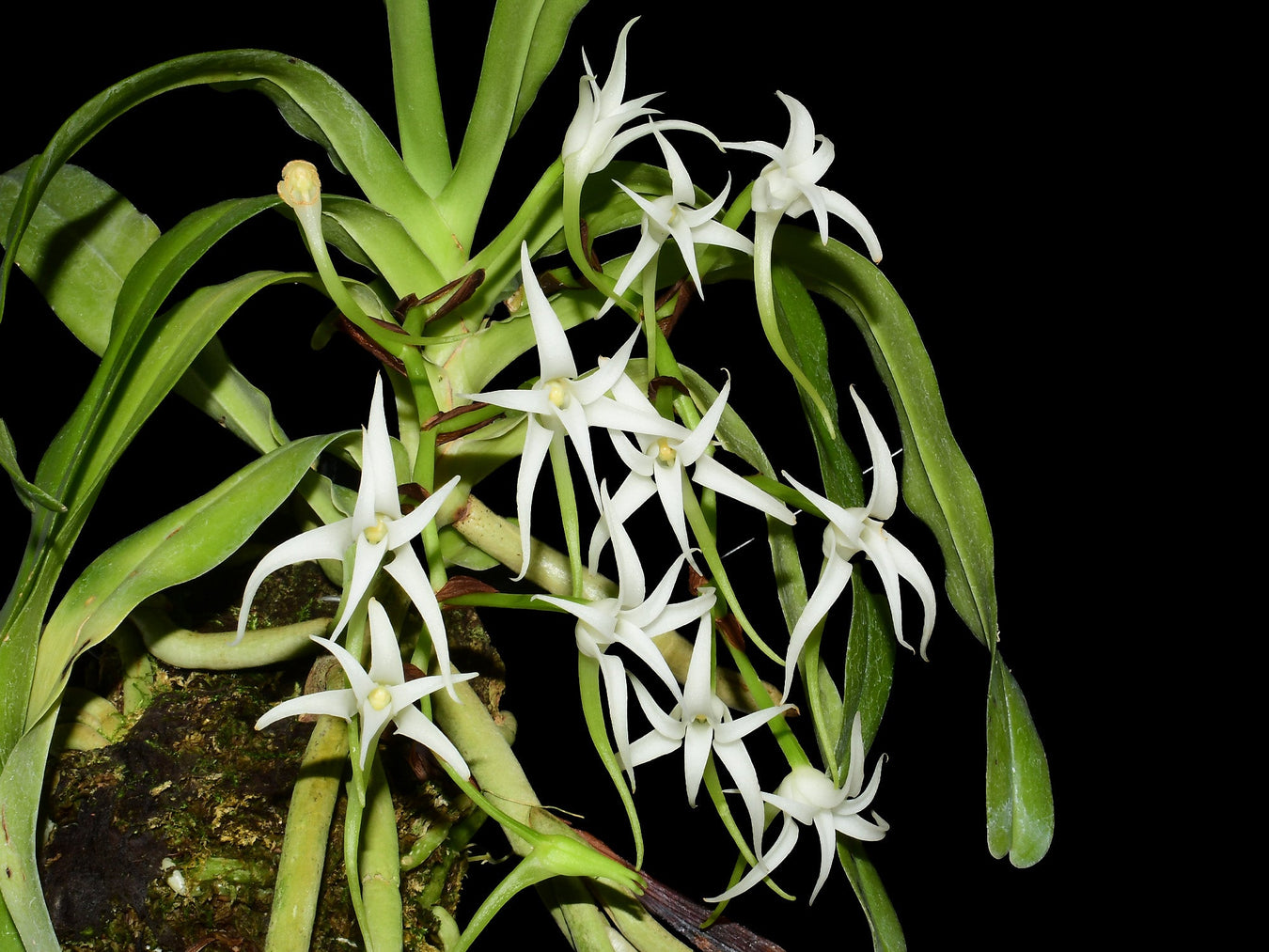 Cyrtorchis
