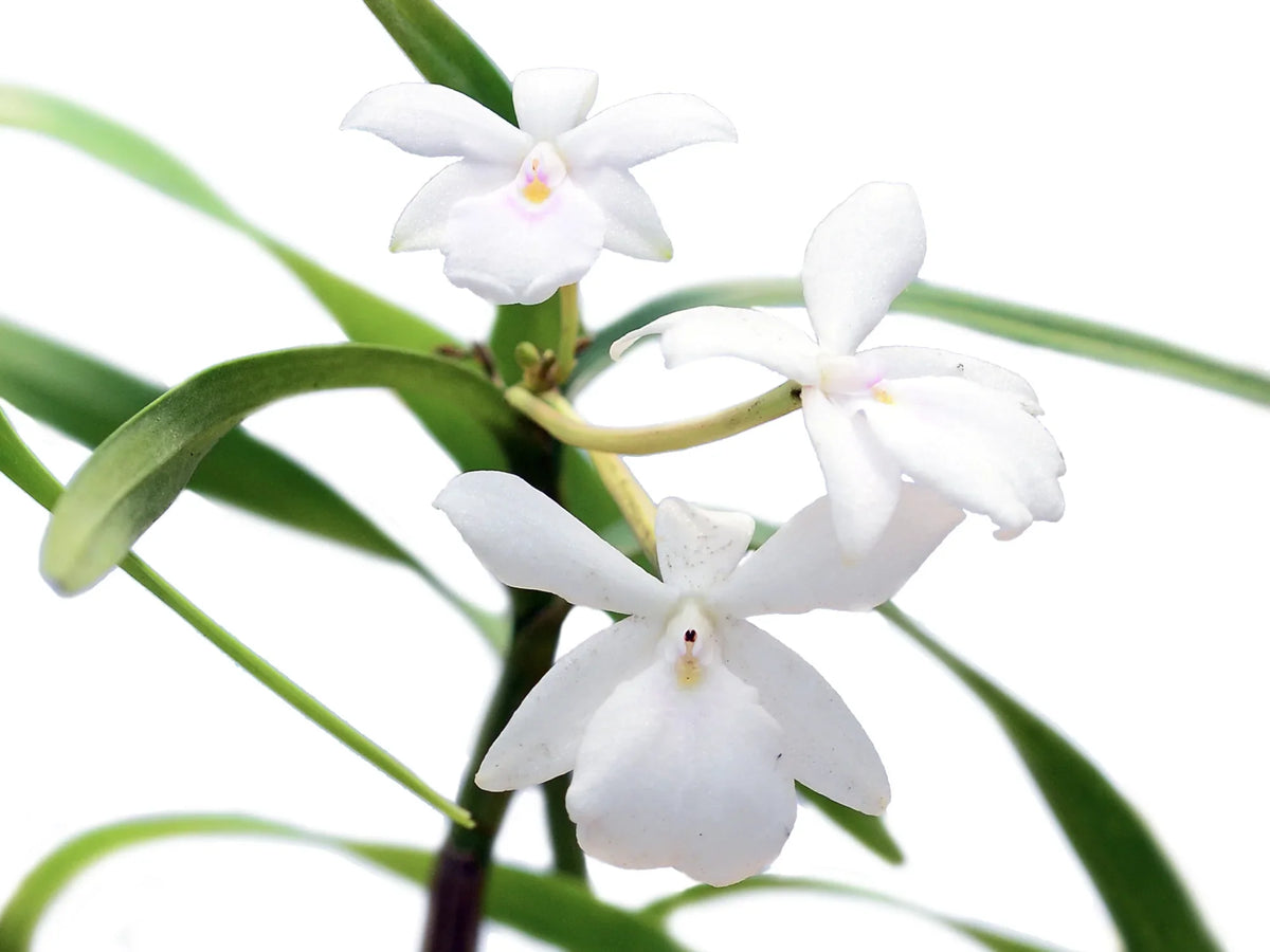 Dimerandra — Ecuagenera Orquídeas del Ecuador