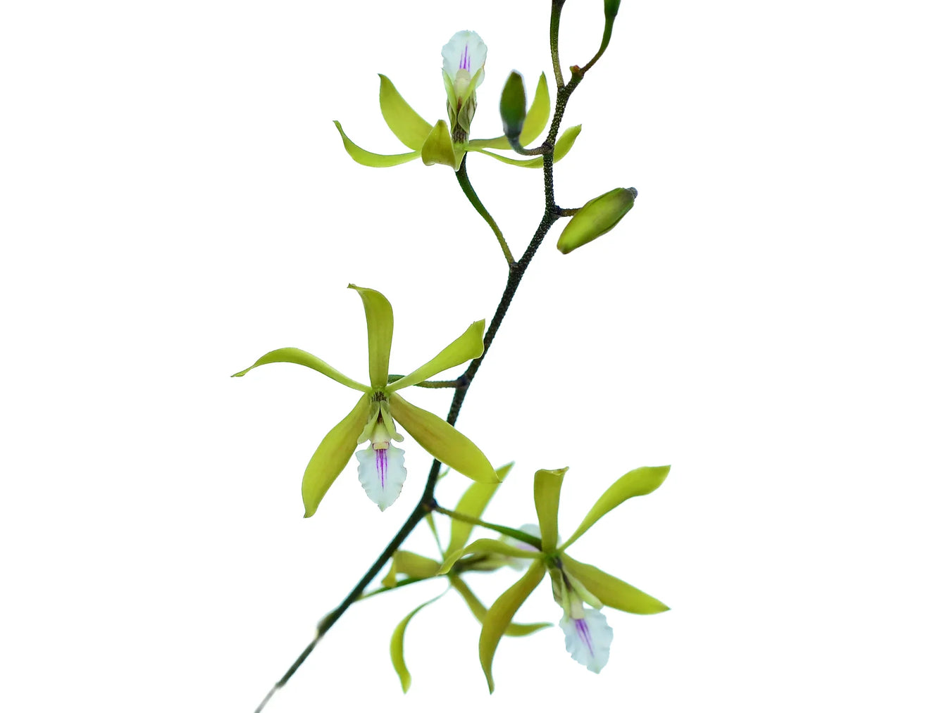 Encyclia