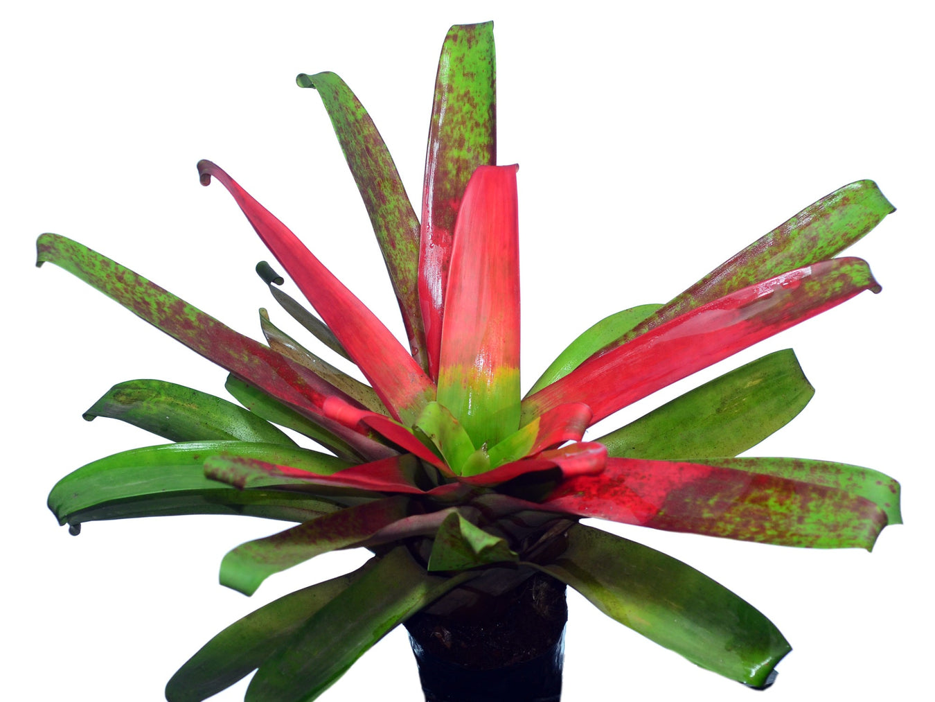 Guzmania