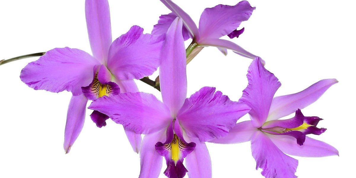 Laelia_Finckeniana_1_1200x600_