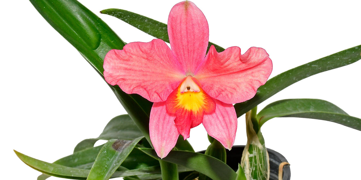 世界の野生蘭ORCHIDATLAS VOL. 3 Cattleya Laelia 世界の野生蘭ORCHIDATLAS VOL. 3 Cattleya Laeliaの通販はau PAY