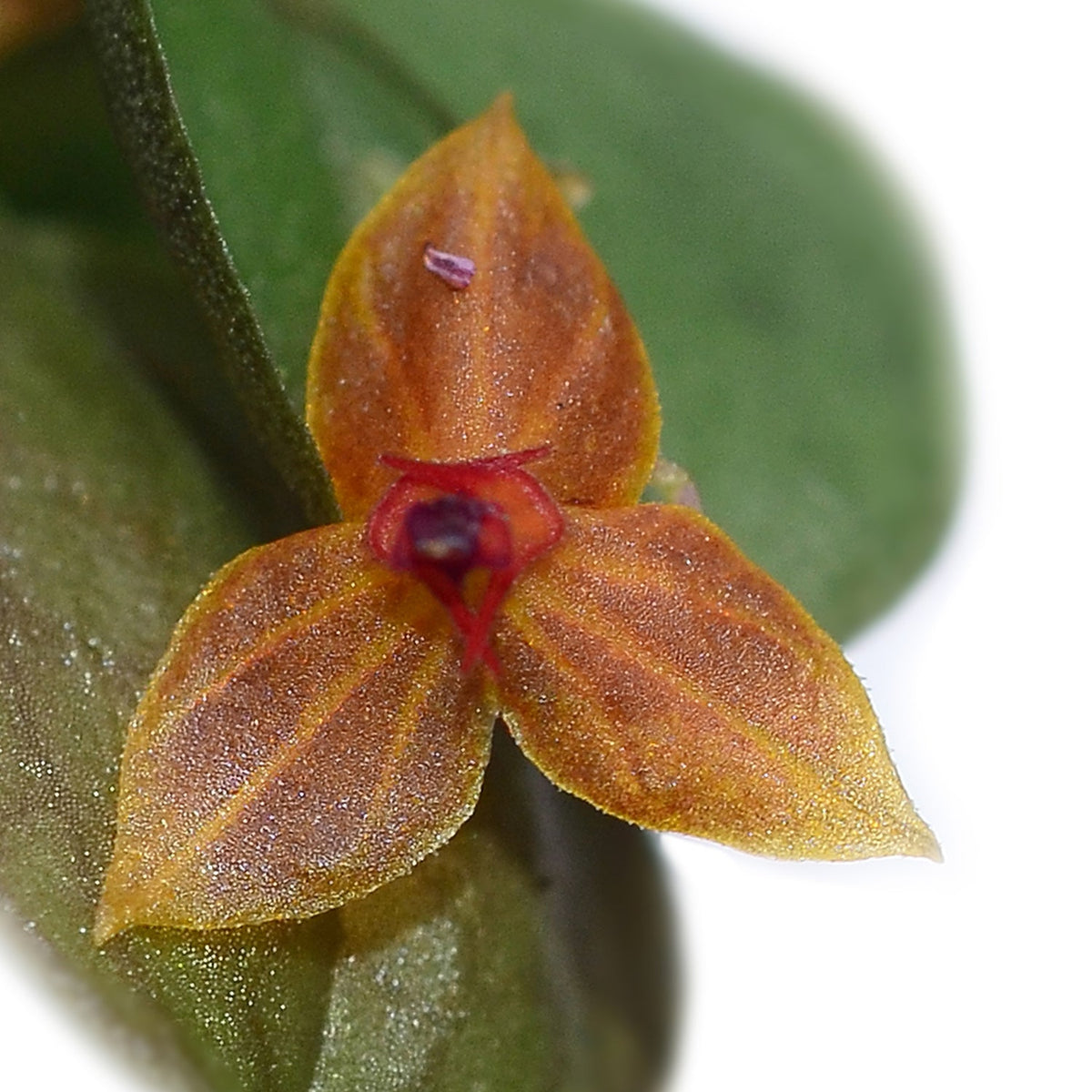 Lepanthes hybrid — Ecuagenera Orquídeas del Ecuador