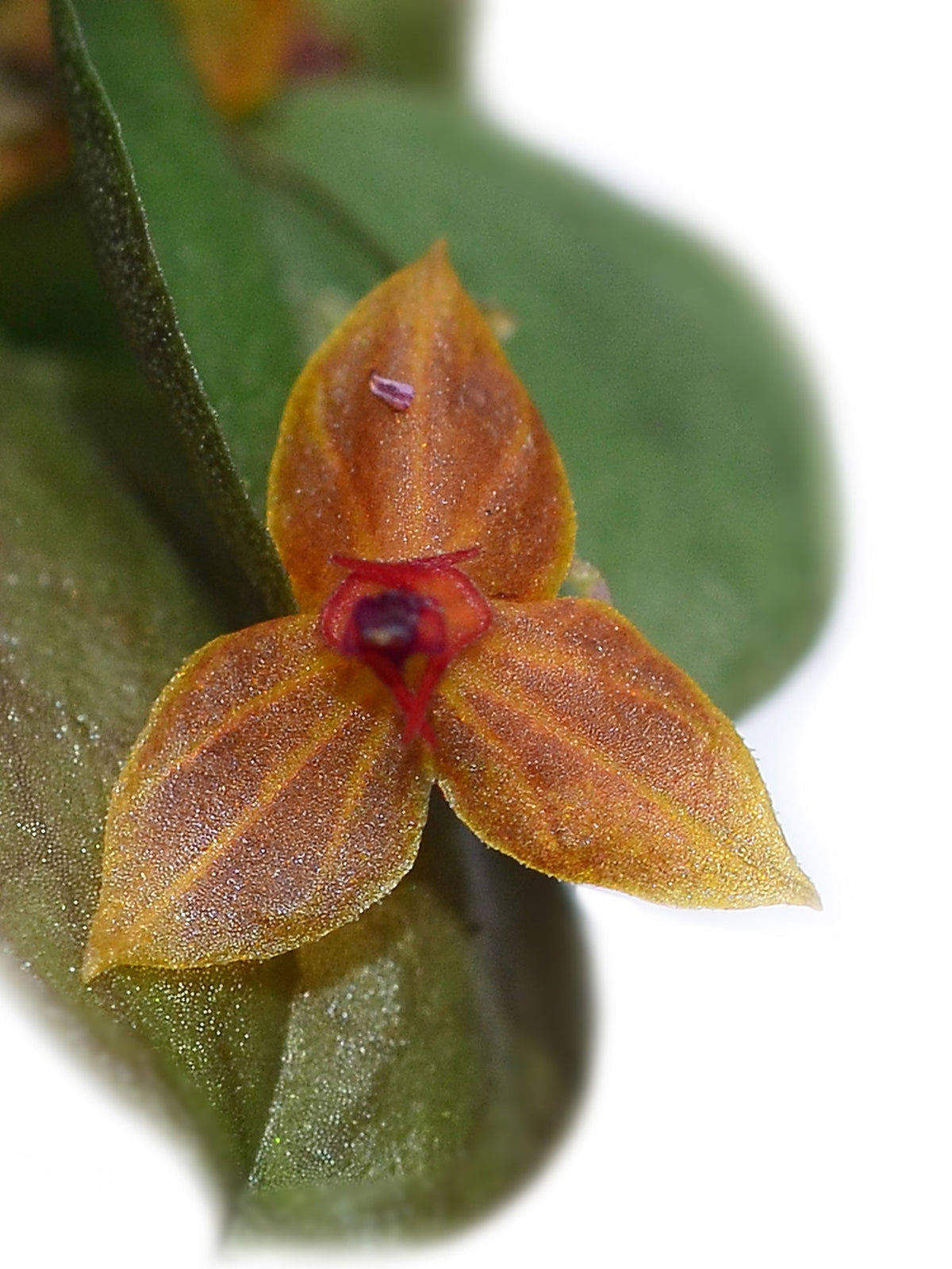 Lepanthes hybrid — Ecuagenera Orquídeas del Ecuador