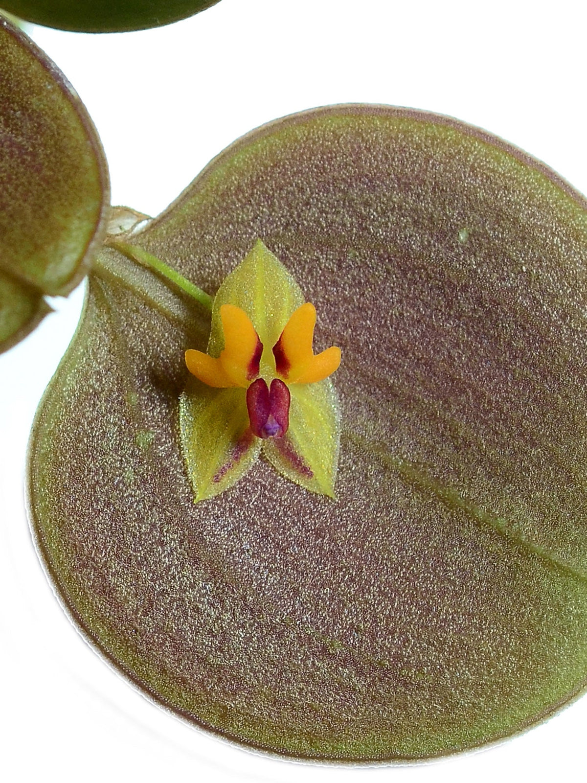 Lepanthes — Ecuagenera Orquídeas del Ecuador
