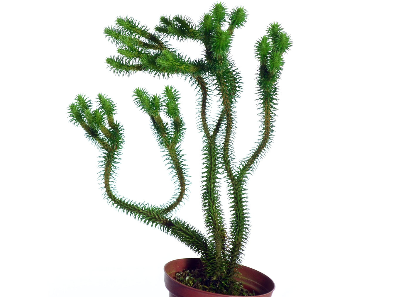 Lycopodium