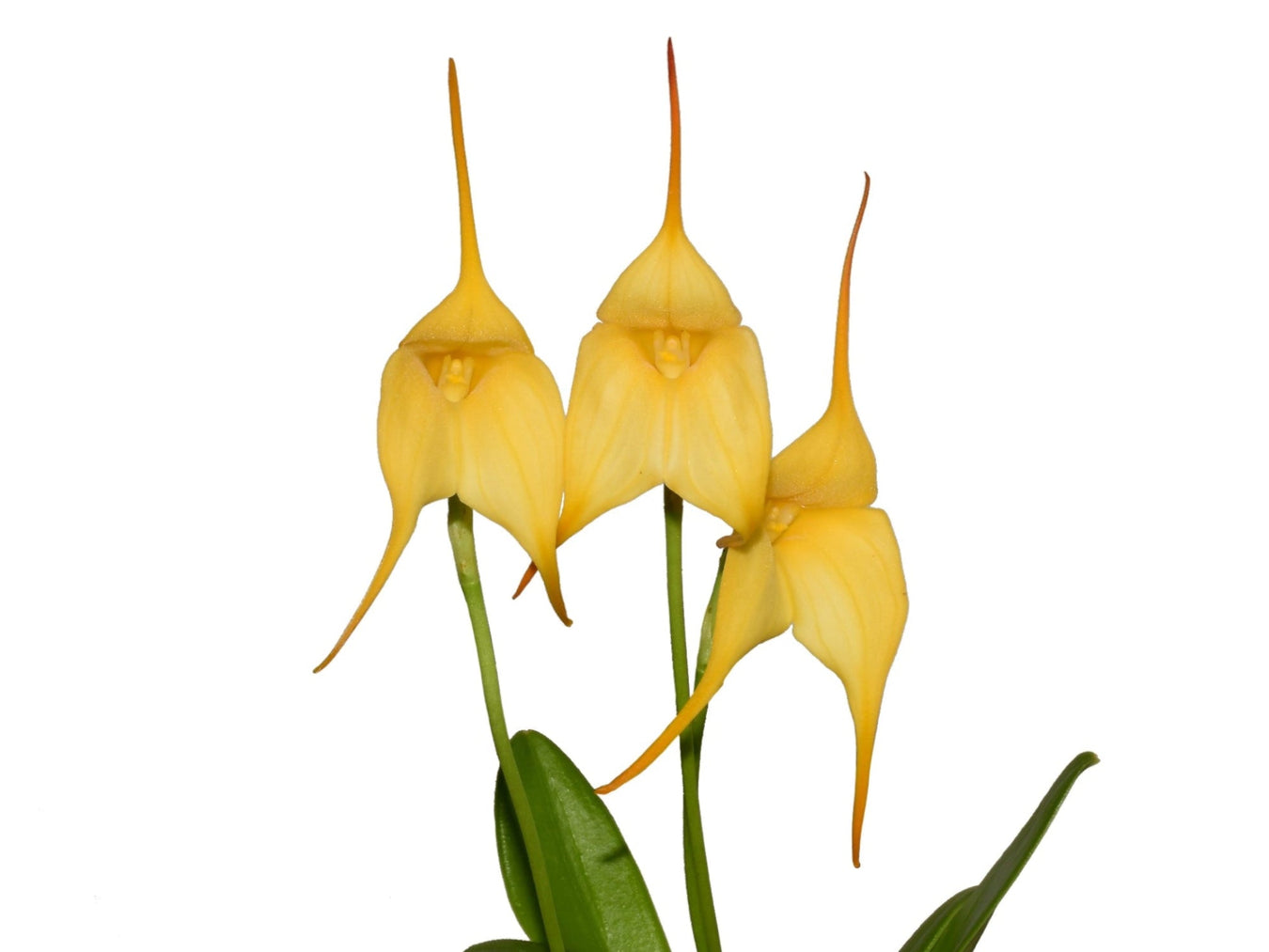 Masdevallia hybrid