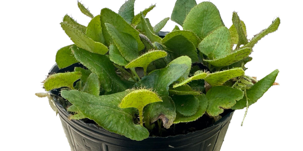 Microgramma — Ecuagenera Orquídeas del Ecuador