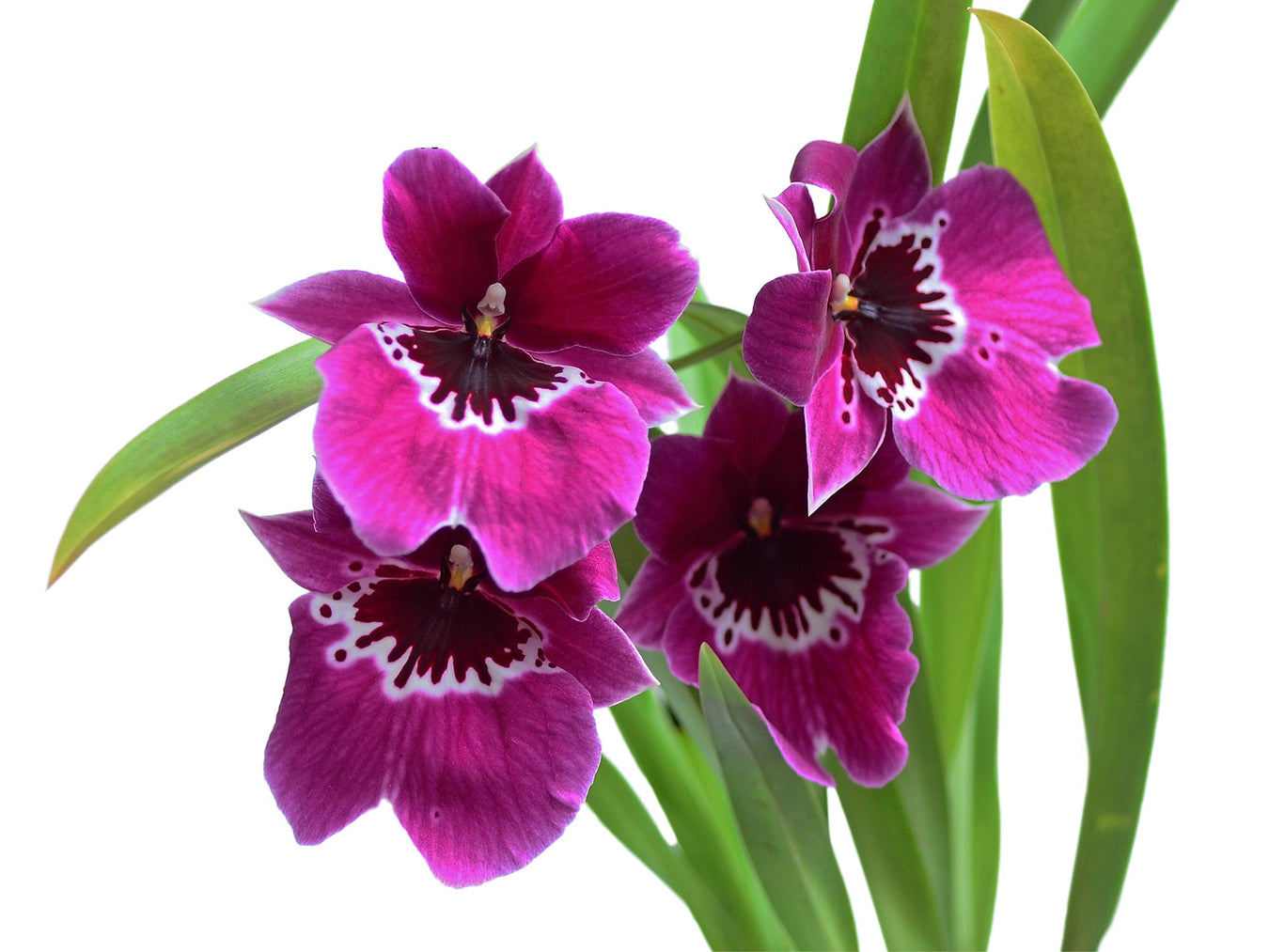 Miltoniopsis hybrid