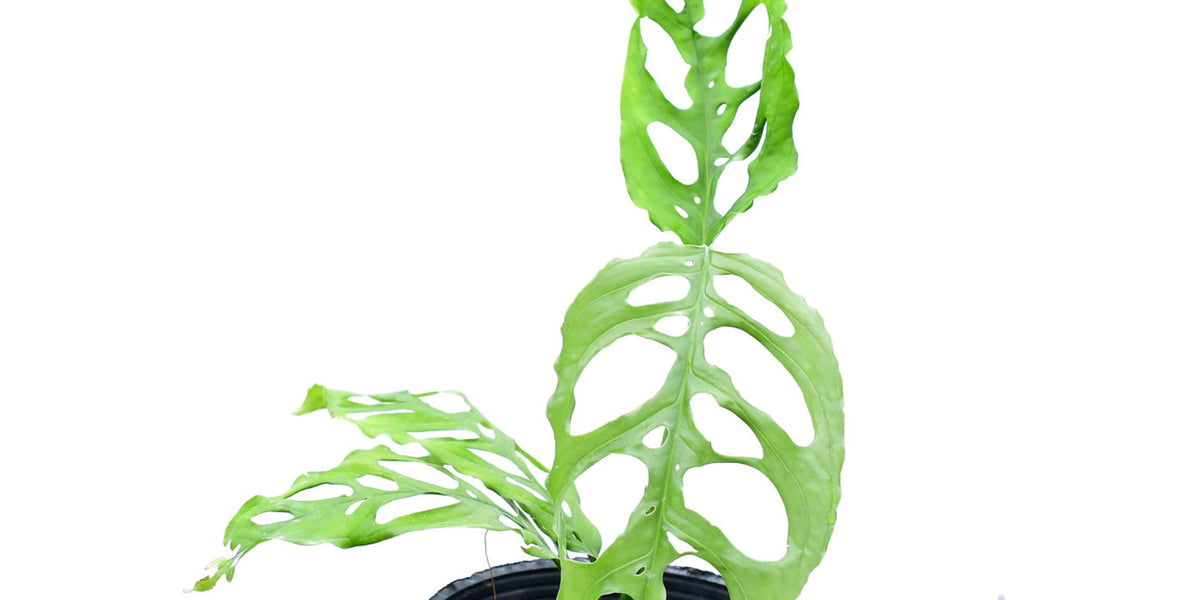 Monstera  Ecuagenera Orqudeas del Ecuador