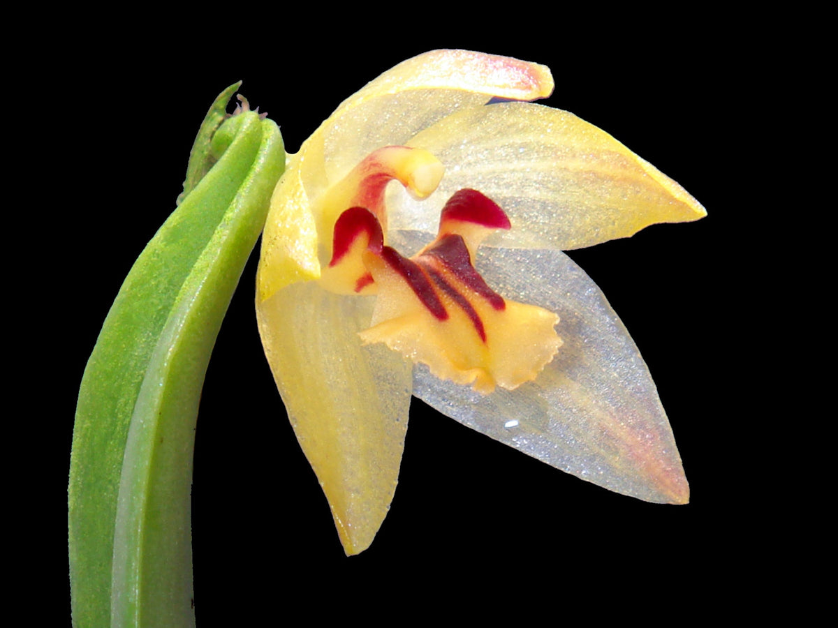 Octomena Octomeria — Ecuagenera Orquídeas del Ecuador