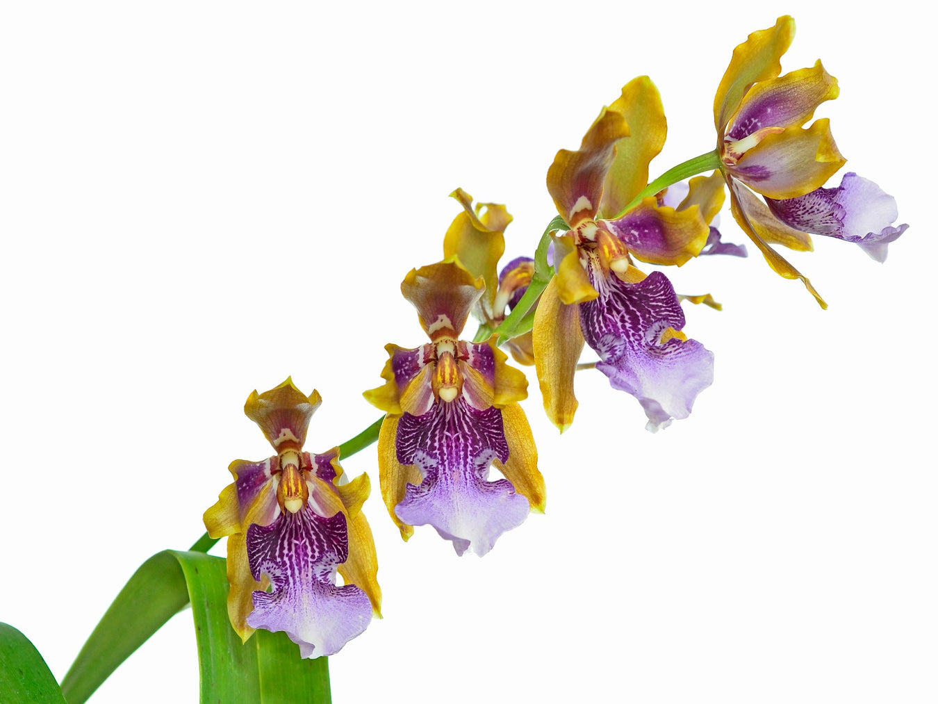 Oncidium
