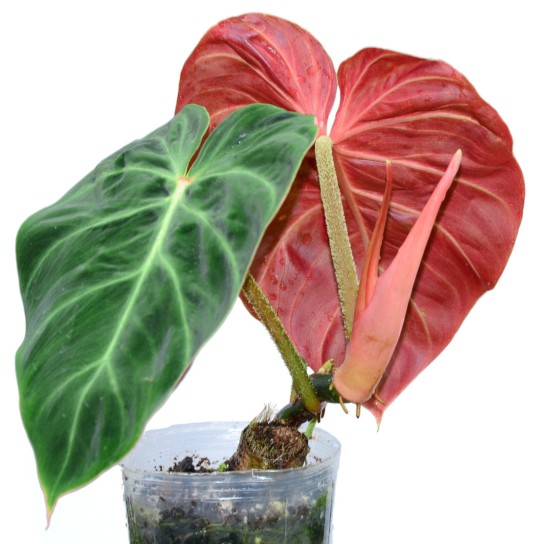 philodendron red brown Philodendron Red Cherry | Care Guide and Pro Tips - Delivery from Toronto  across Canada main image 1