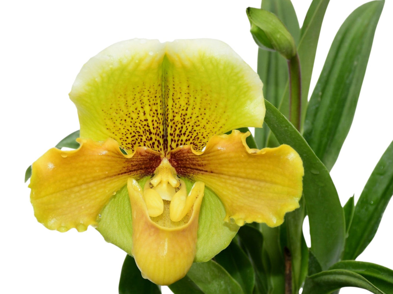 Paphiopedilum hybrid