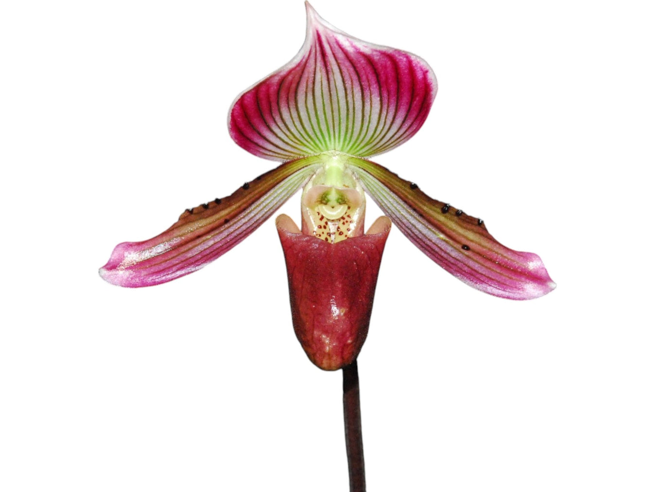 Paphiopedilum