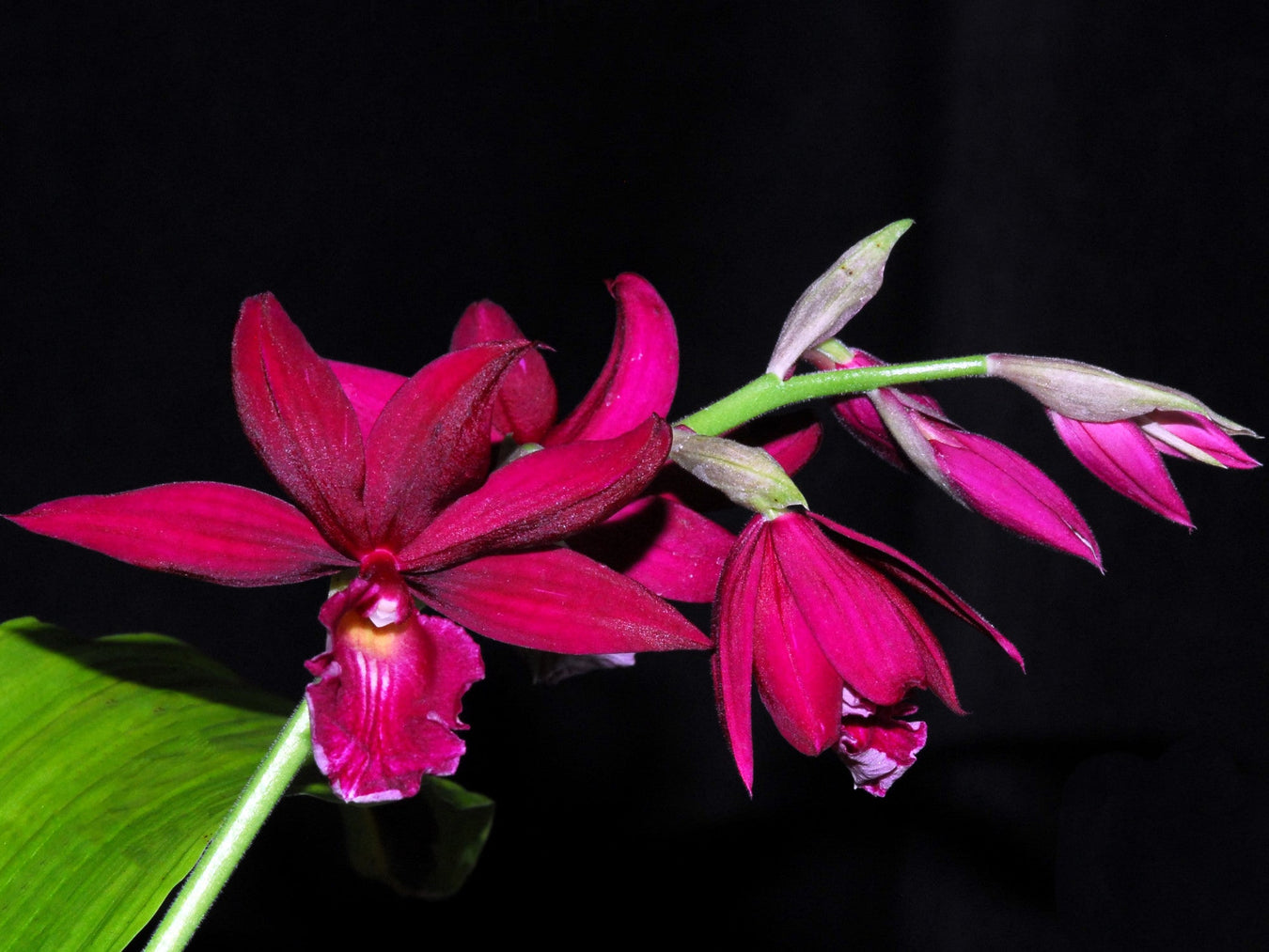 Phaiocalanthe hybrid