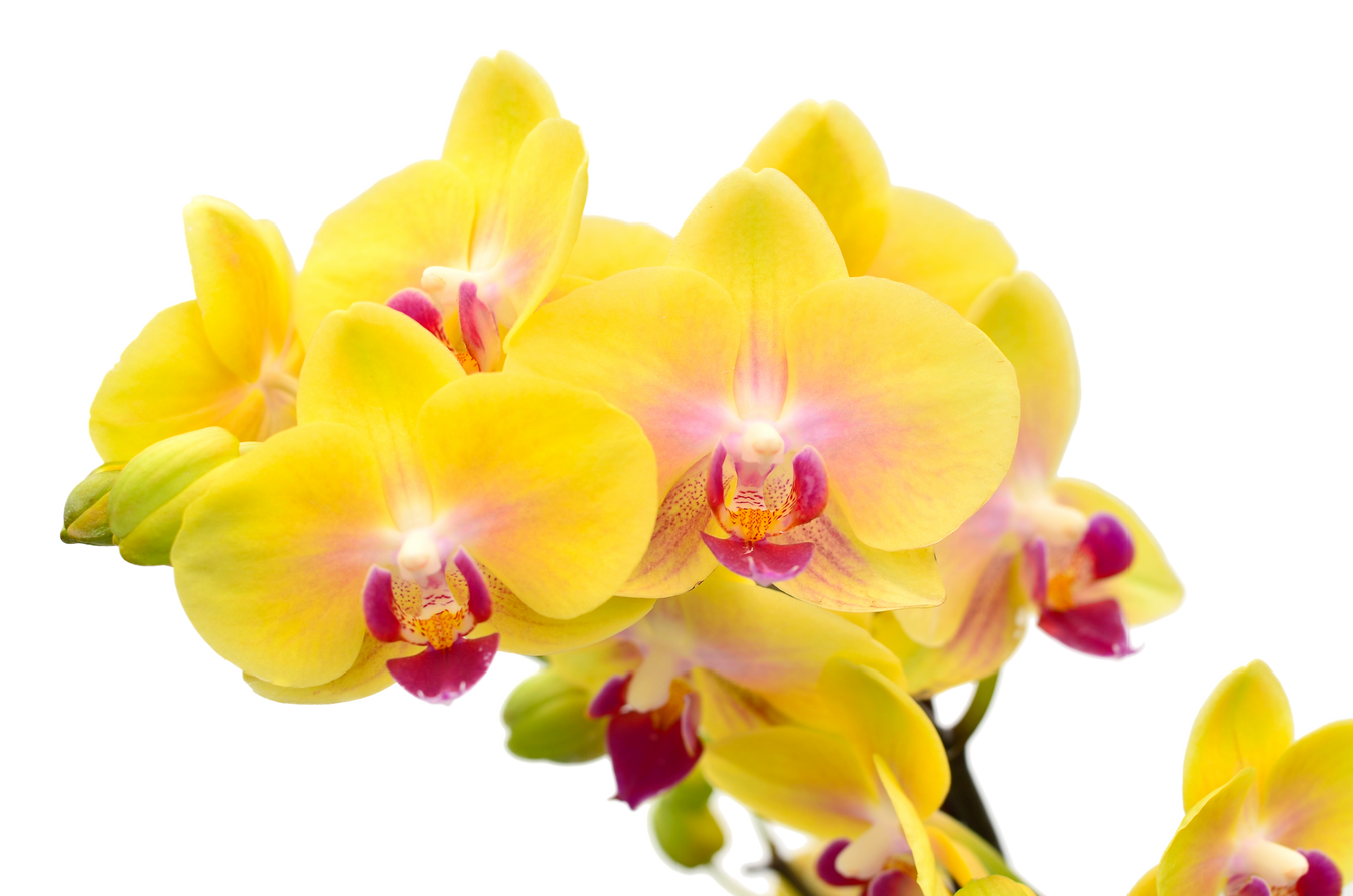 Phalaenopsis hybrid