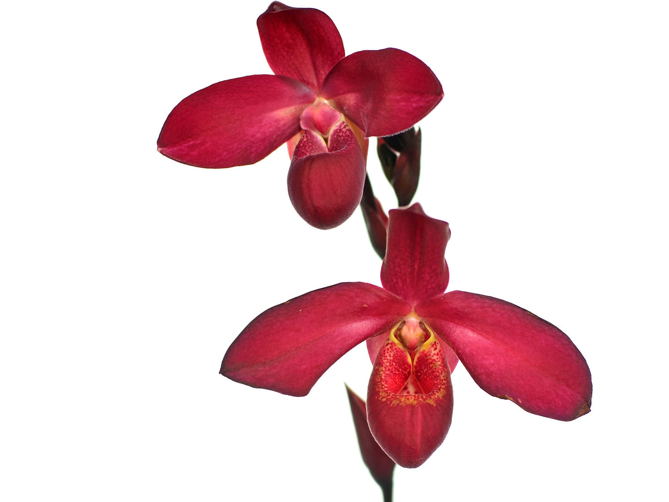 Phragmipedium hybrid