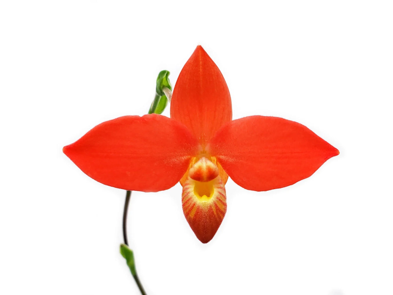 Phragmipedium