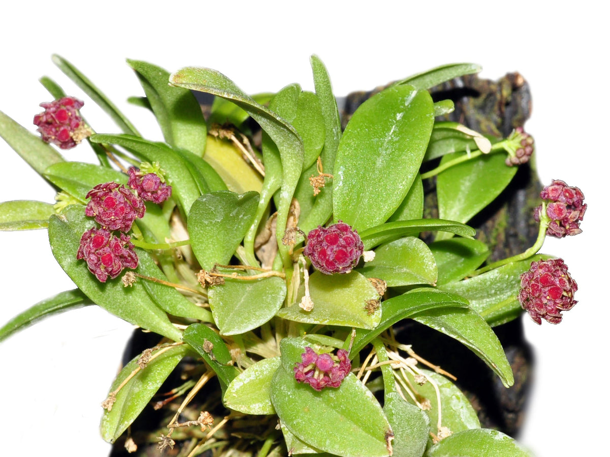 Platystele — Ecuagenera Orquídeas del Ecuador