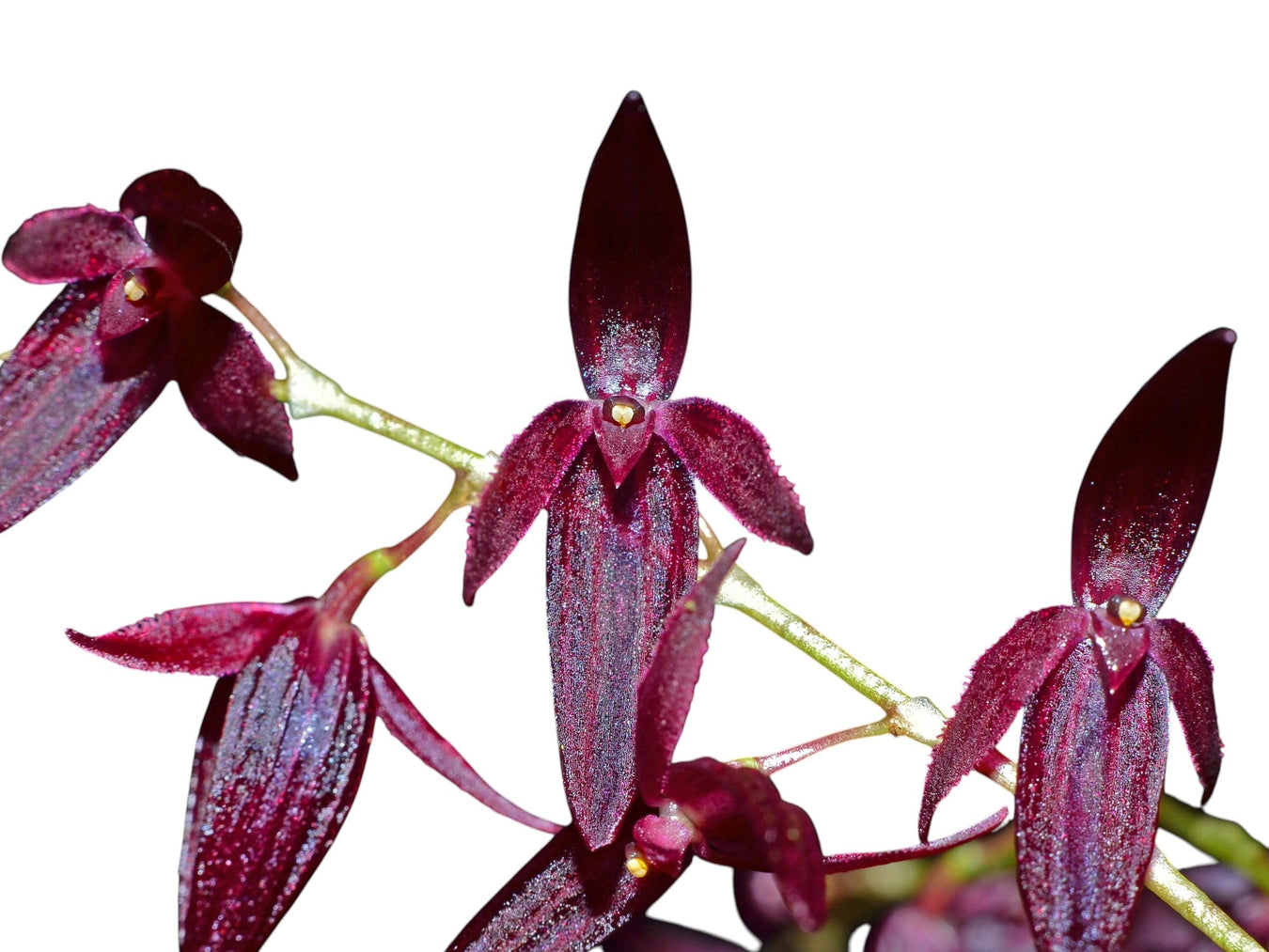 Pleurothallis