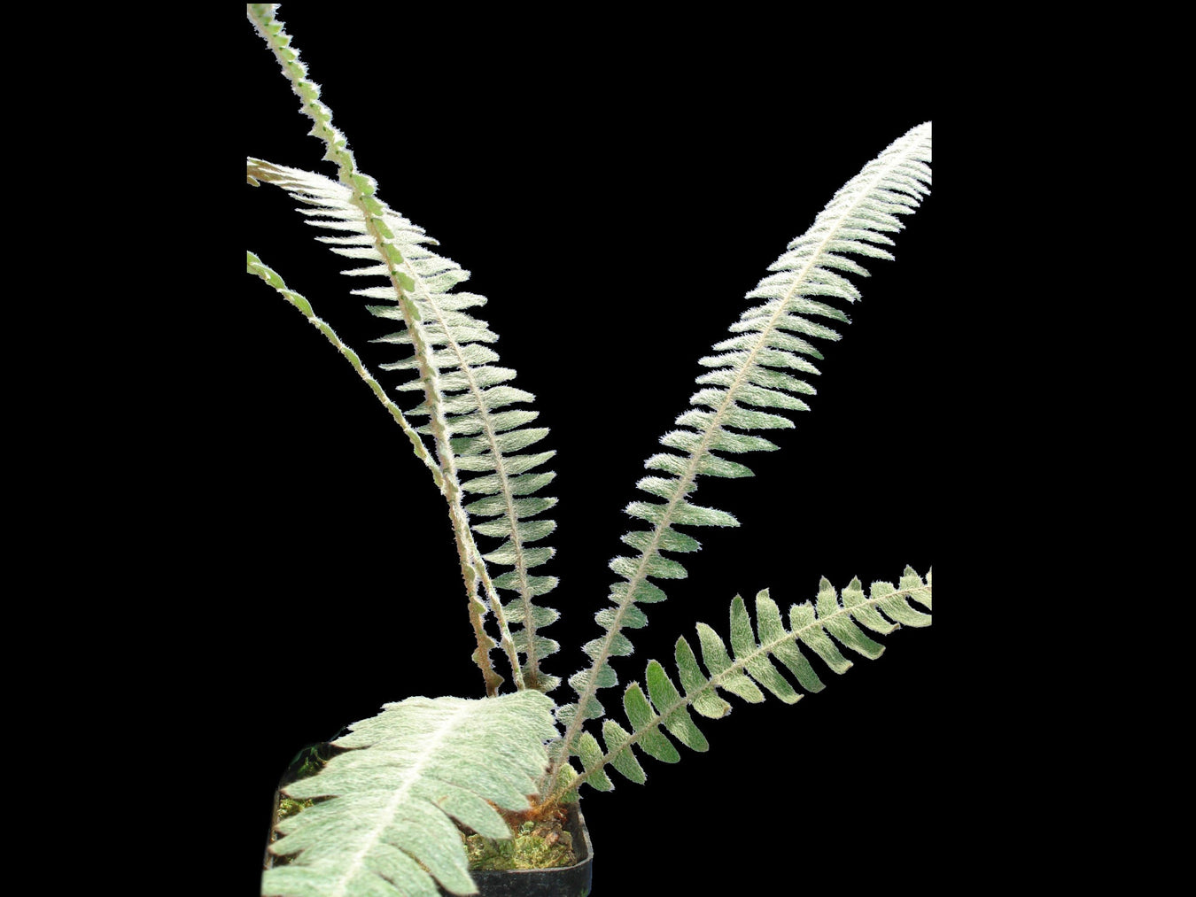Polypodium