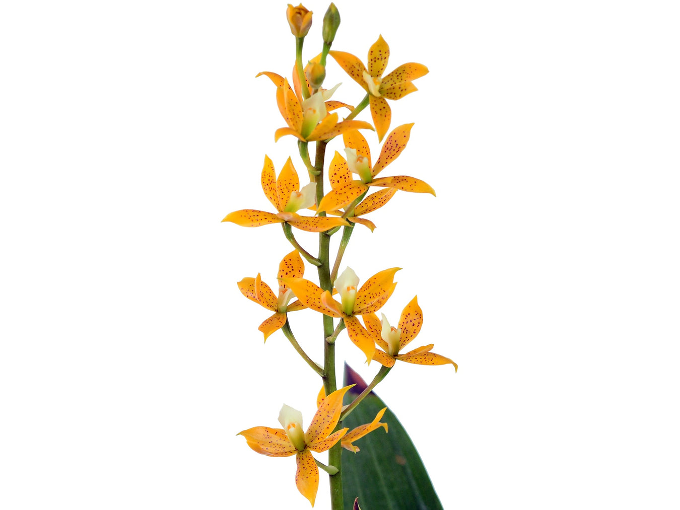 Prosthechea hybrid