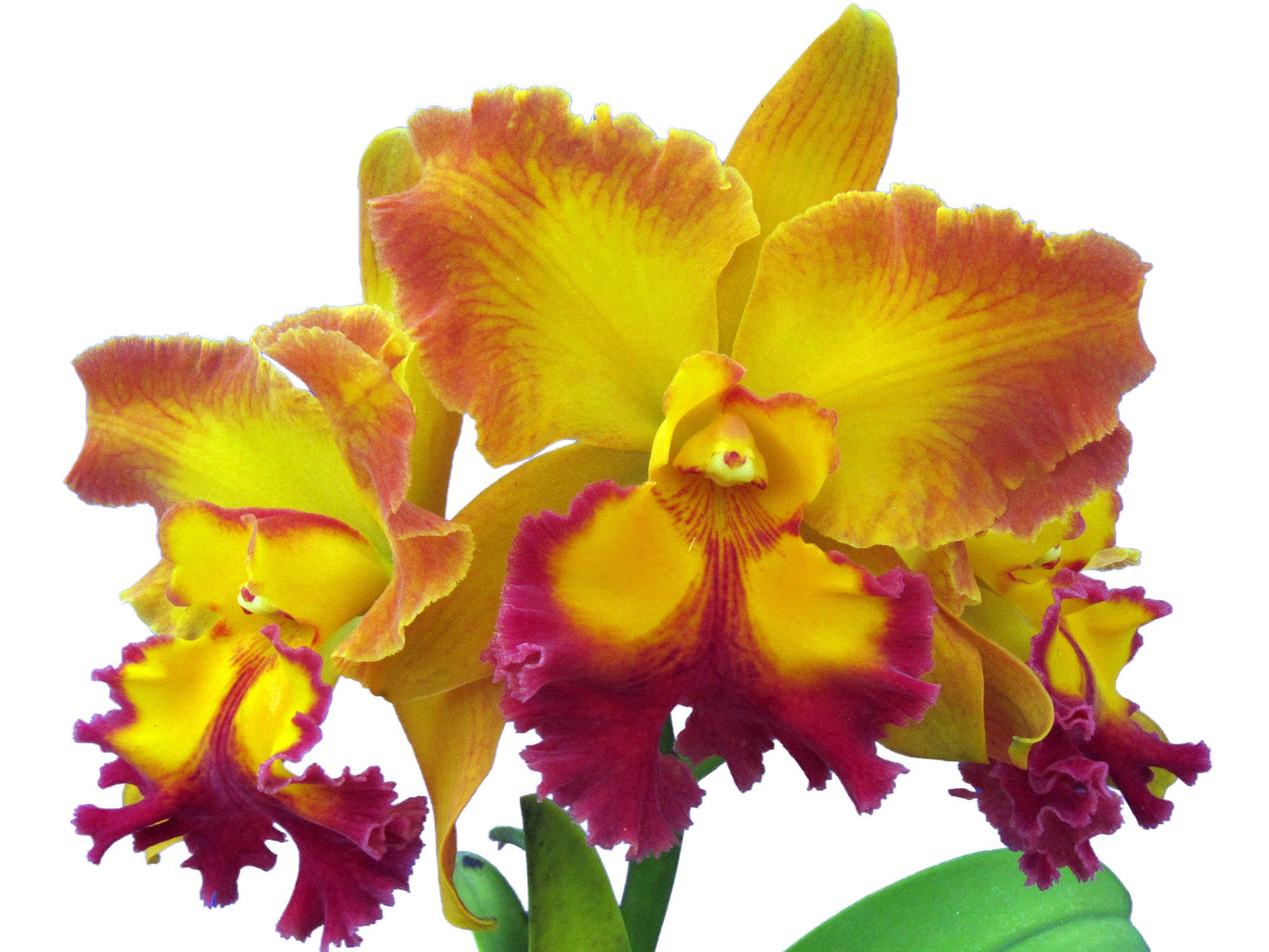 Rhyncholaeliocattleya