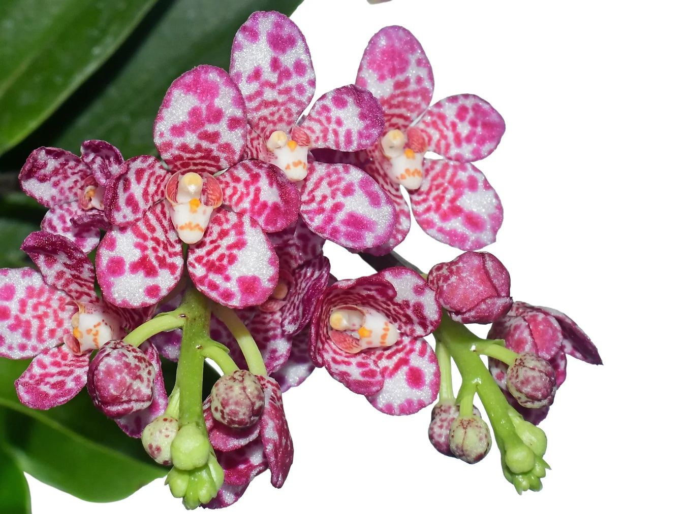 Sarcochilus hybrid