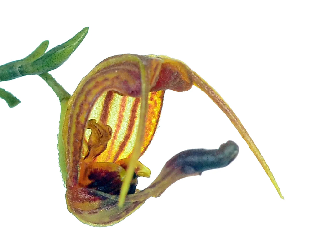 Scaphosepalum