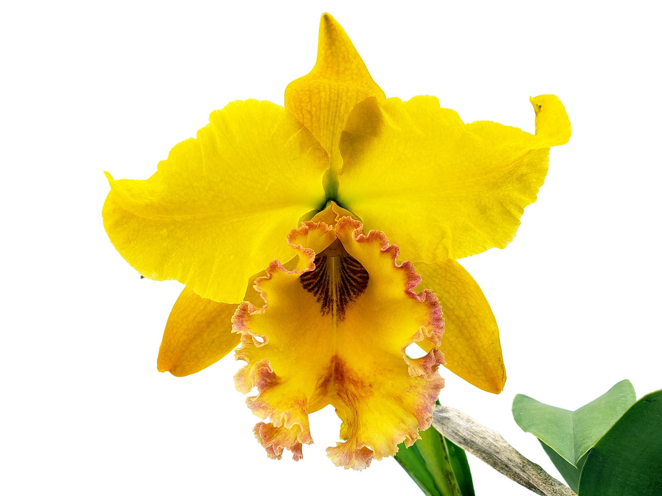 Sophrolaeliocattleya