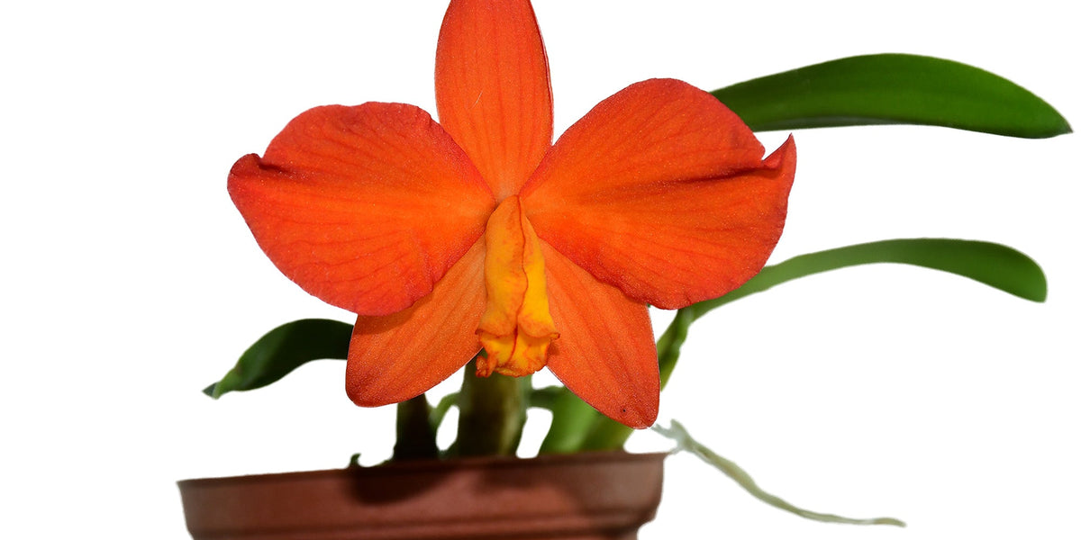 Sophronitis — Ecuagenera Orquídeas del Ecuador